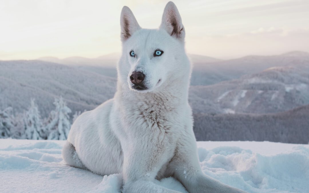 De wolf in schaapskleding